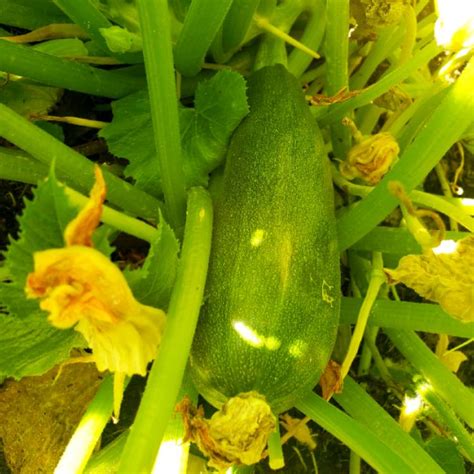 Black Magic Zucchini: A Fresh and Flavorful Ingredient for Pasta Dishes